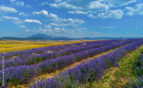 aerial view of lavender fields during a sunny day during the summer in Spain - Image