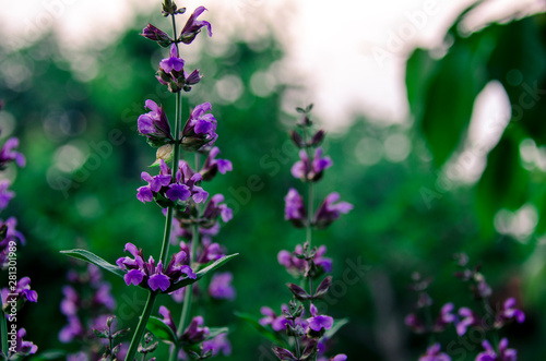 Medicinal herbs  Sage shrub with green leaves and purple flowers grows in the garden next to the cherry tree