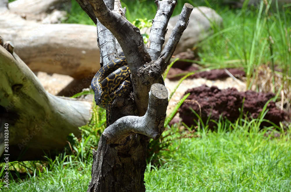 Big Snake Camouflage on a Tree