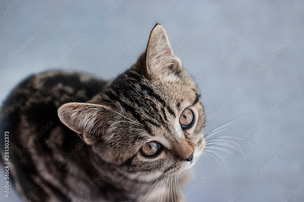 Young cat on gray background. Scottish Straight. Soft focus. Young cat on gray background. Scottish Straight. Soft focus.
