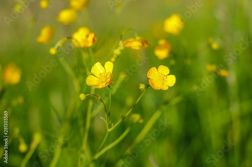 Yellow flowers branch on green grass background. Ranunculus acris  meadow buttercup  tall buttercup  common buttercup  giant buttercup.