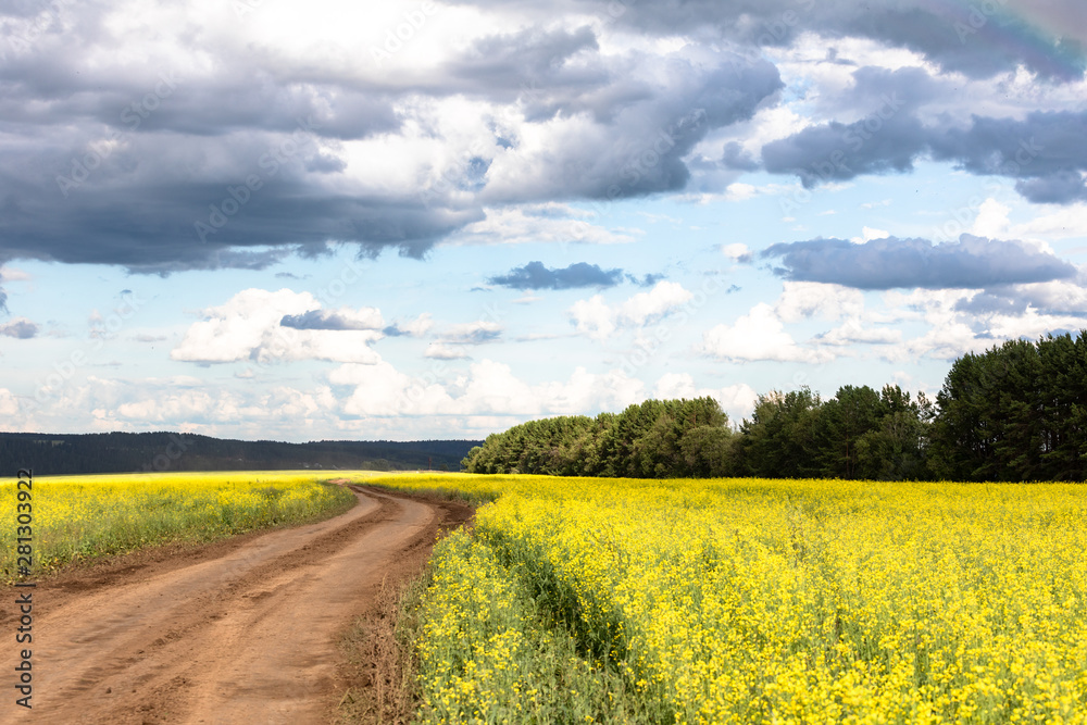 Country road through a blooming yellow field. Sunny summer day