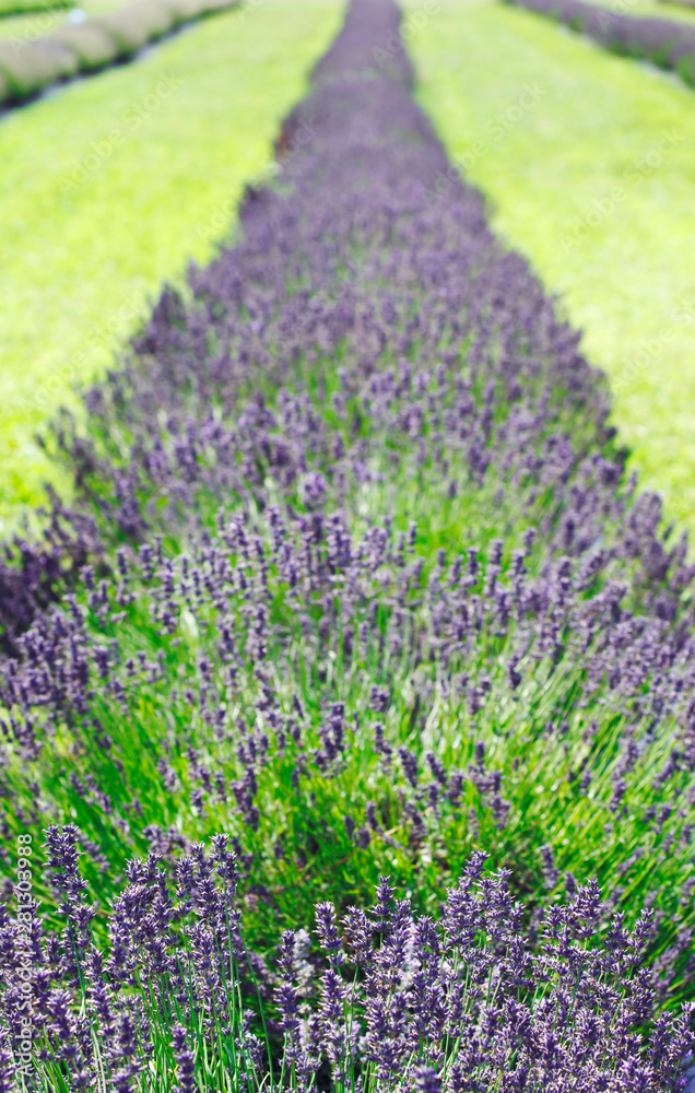 Obraz premium Lavender fields, Ontario, Canada