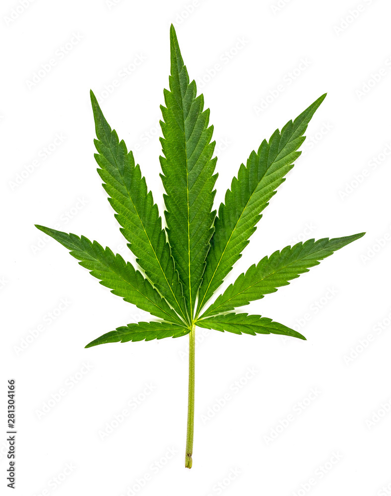 Leaf Leaf