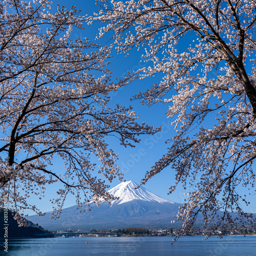 Mt. Fuji in the spring time with cherry blossoms at kawaguchiko Fujiyoshida, Japan.