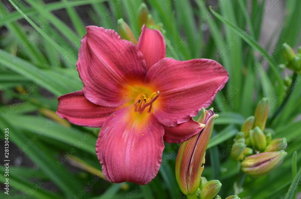 Summer in Nova Scotia: Pink Daylily Flowers Summer in Nova Scotia: Pink Daylily Flowers