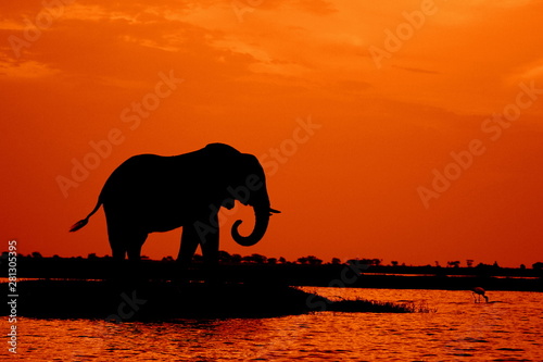 Elephant herd sunset Botswana.