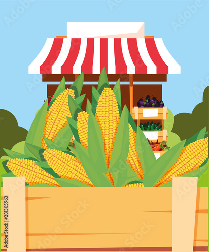 stand selling vegetable corn in wooden basket