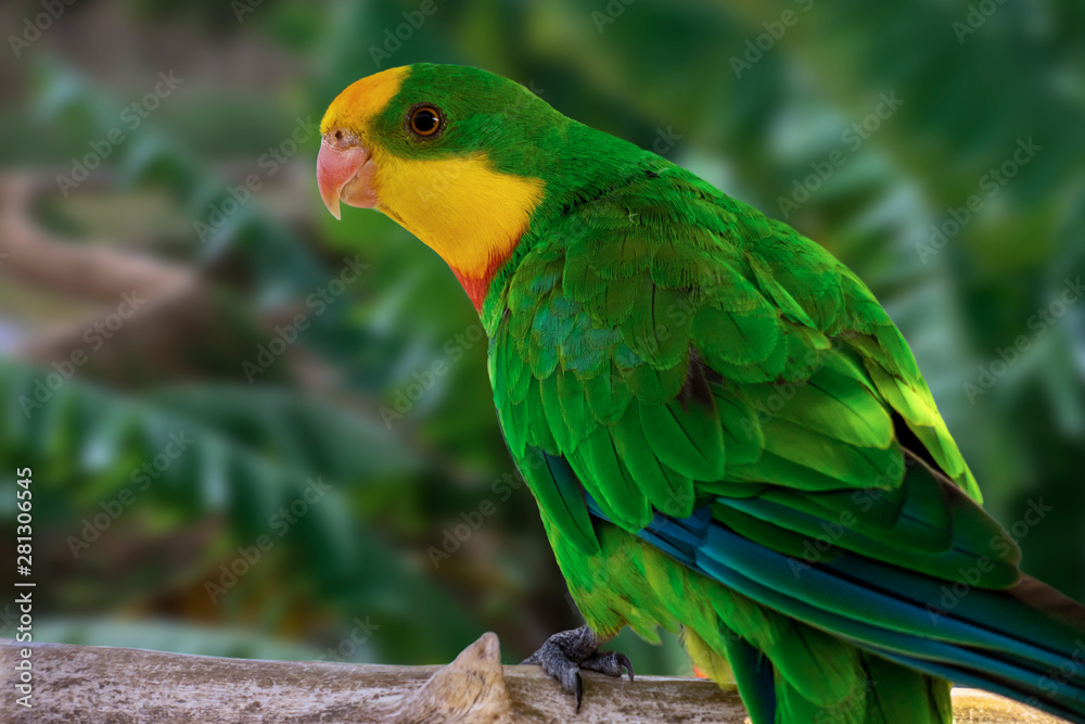 A portrait of a green parrot, in profile.