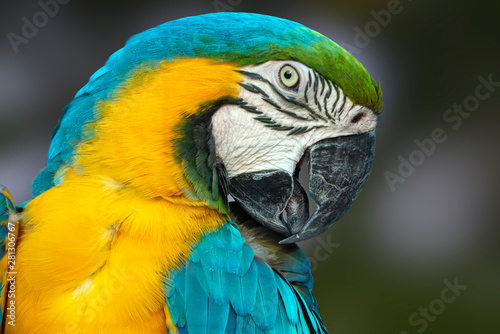 Portrait of a colorful parrot - Ara ararauna