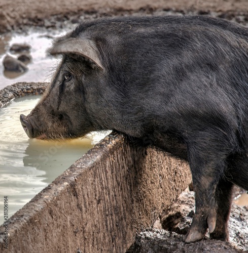 Porc noir à la mangeoire à Sceautres, France photo