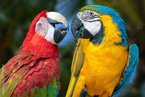 Canvas Print The parrots love each other