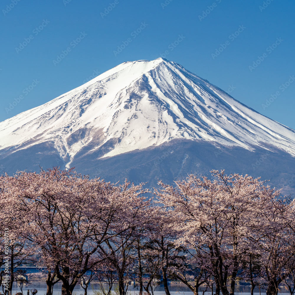 Mt. Fuji in the spring time with cherry blossoms at kawaguchiko Fujiyoshida, Japan. Mt. Fuji in the spring time with cherry blossoms at kawaguchiko Fujiyoshida, Japan.