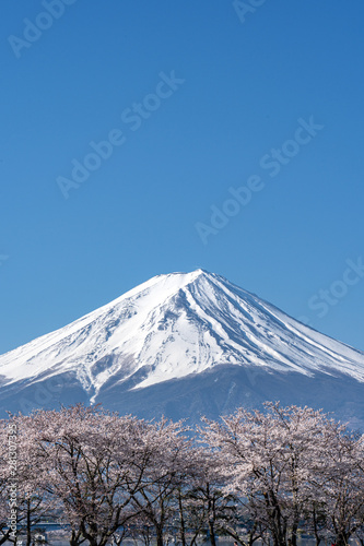 Mt. Fuji in the spring time with cherry blossoms at kawaguchiko Fujiyoshida, Japan.