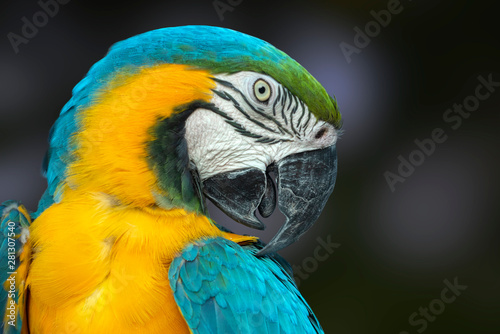 Close up of Blue and Yellow Macaw, Ara ararauna.