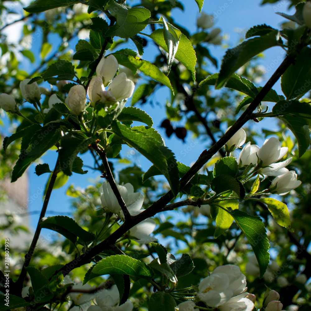 Apple trees flowers. the seed-bearing part of a plant, consisting of reproductive organs that are typically surrounded by a brightly colored corolla from petals Apple trees flowers. the seed-bearing part of a plant, consisting of reproductive organs that are typically surrounded by a brightly colored corolla from petals