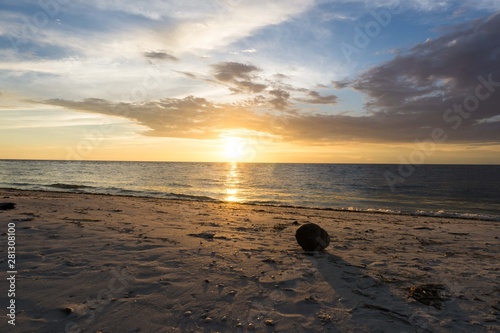 Coconut sunset on a Florida Beach
