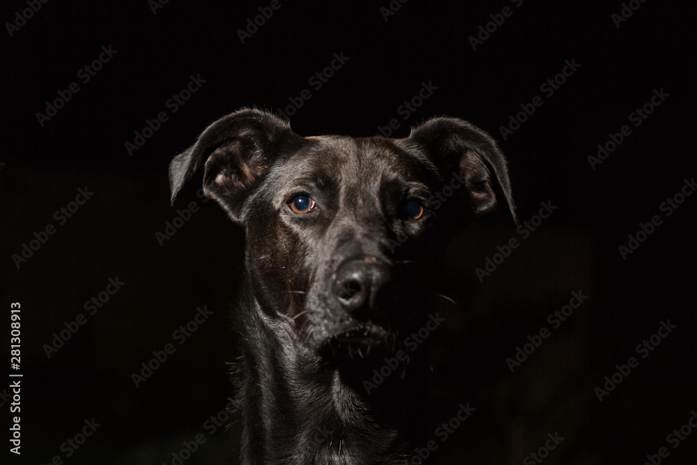 dog on black background