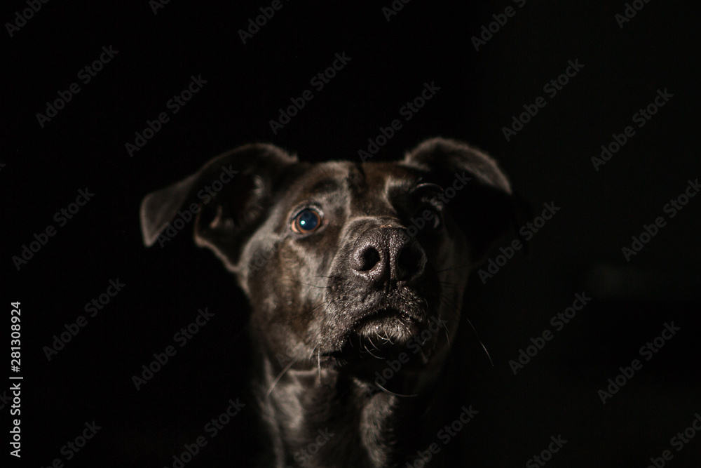 black dog black dog