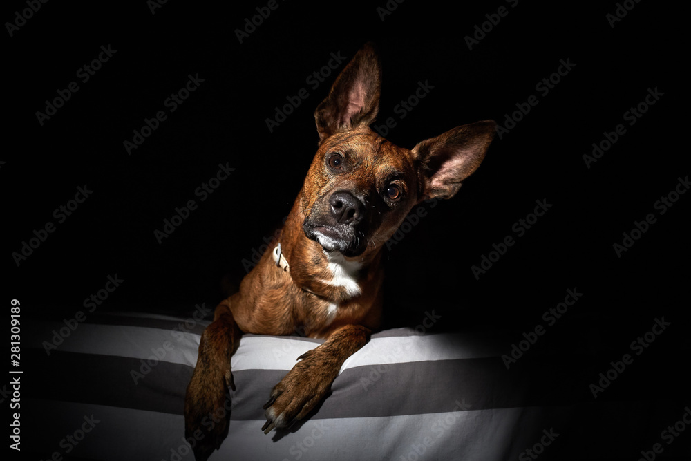 Obraz premium cute dog