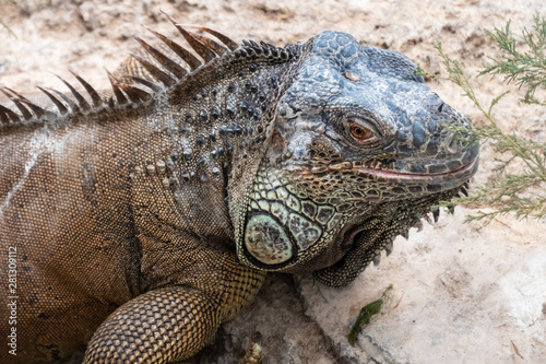 Male green iguana closeup series
