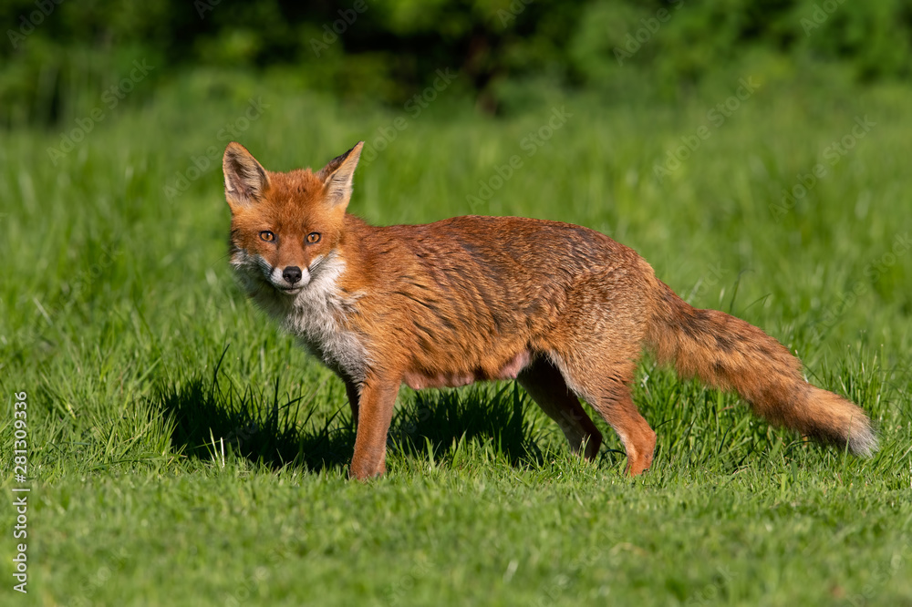 Obraz premium Red Fox (Vulpes vulpes) in summer meadow