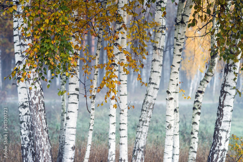 Fototapeta Row of birch trees with yellow leaves in the fog