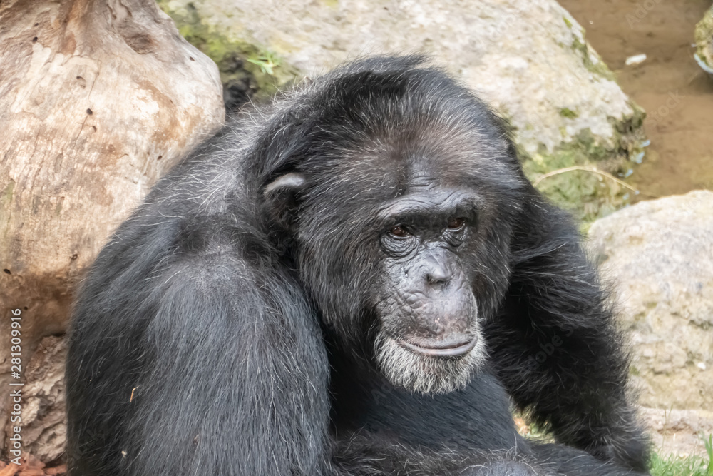 The chimpanzee (Pan troglodytes), a great ape native to the forests and savannahs of tropical Africa., and humans' closest living relatives. The chimpanzee (Pan troglodytes), a great ape native to the forests and savannahs of tropical Africa., and humans' closest living relatives.
