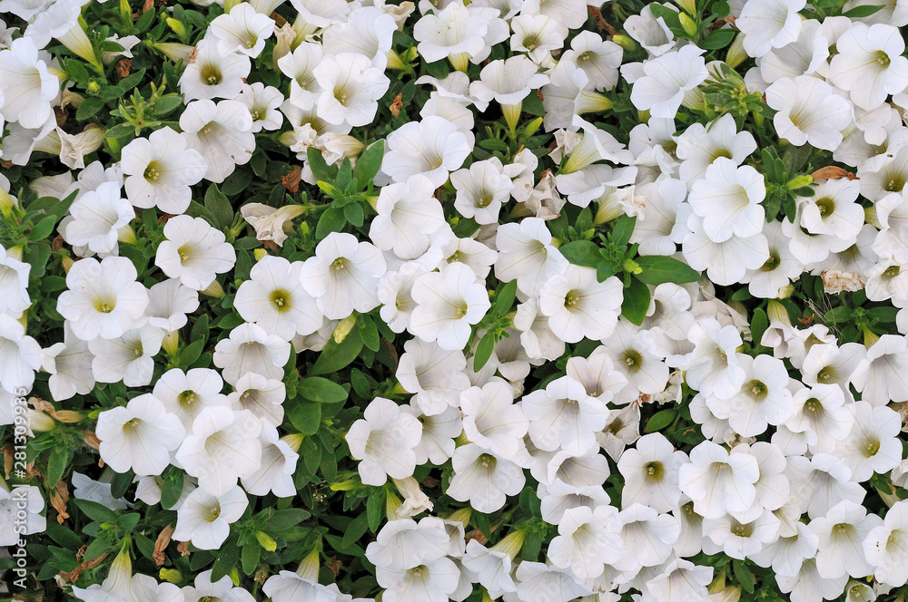 BACKGROUND FLOWERS OF BROUGHT WHITE AND LEAVES OF GREEN BACKGROUND FLOWERS OF BROUGHT WHITE AND LEAVES OF GREEN