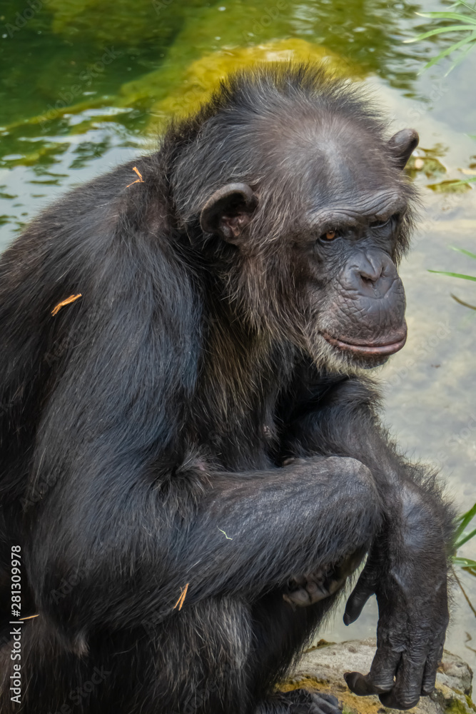 The chimpanzee (Pan troglodytes), a great ape native to the forests and savannahs of tropical Africa., and humans' closest living relatives. The chimpanzee (Pan troglodytes), a great ape native to the forests and savannahs of tropical Africa., and humans' closest living relatives.