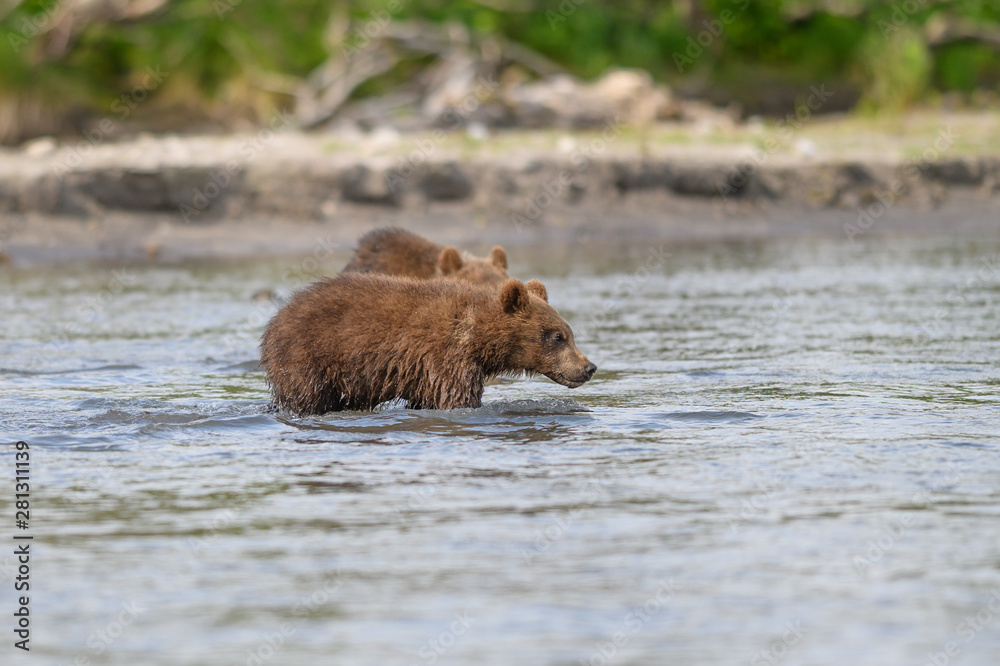 Obraz premium Ruling the landscape, brown bears of Kamchatka (Ursus arctos beringianus)