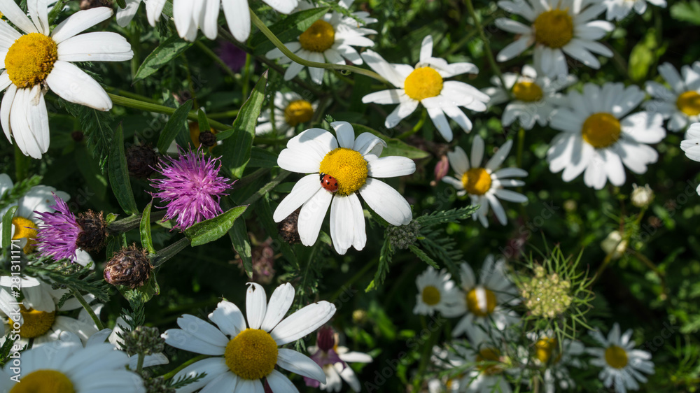 wild flowers and bug wild flowers and bug