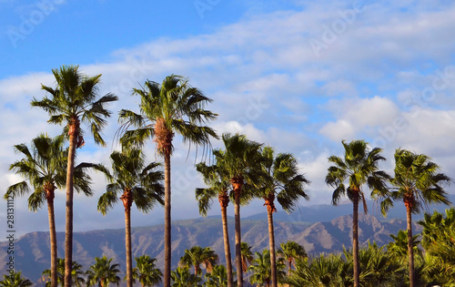View with palm trees and mountains in Costa Adeje - one of the favorite tourist destinations of Tenerife,Canary Islands,Spain.Summer vacation or travel concept.