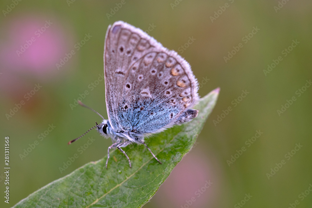 Fototapeta premium Butterfly on a spring meadow in the sunshine.