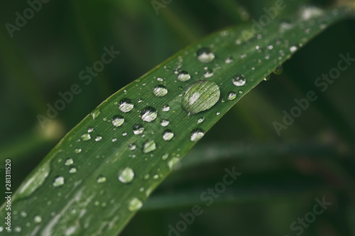 Large beautiful drops of transparent rain water on a green leaf.  Closeup. Beautiful leaf texture in nature. Natural background