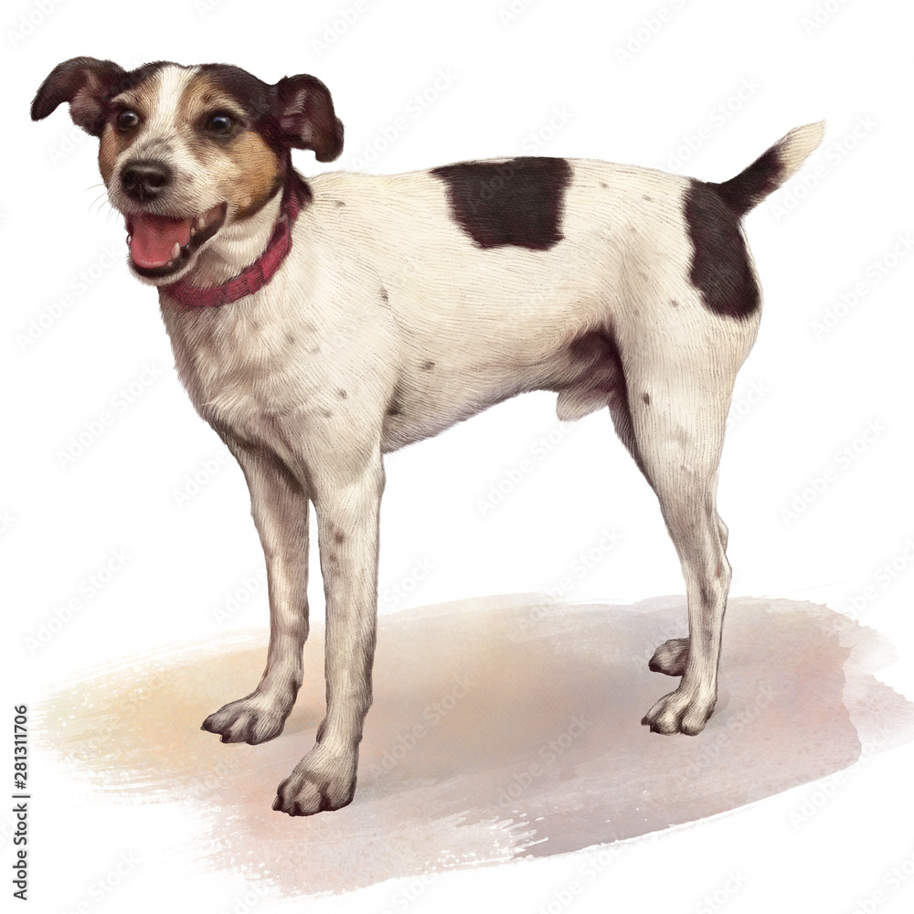 Realistic illustration of a standing smooth coat tri-colored terrier dog. Cute hunting dog isolated on watercolor background. Animal art collection: Dogs. Hand Painted Illustration of Pet.