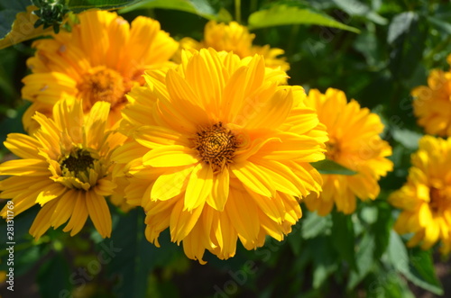 Summer in Nova Scotia  False Sunflowers  Heliopsis helianthoides  Flowers