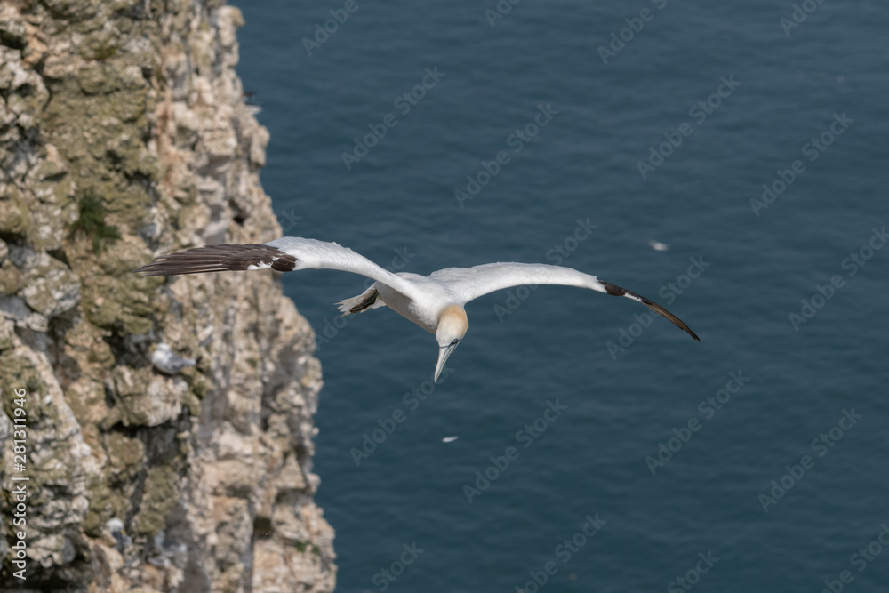 Gannet in Flight Over Bempton Cliffs East Yorkshire Gannet in Flight Over Bempton Cliffs East Yorkshire