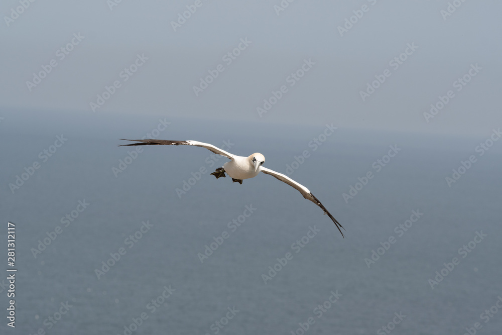 Gannet in Flight Over Bempton Cliffs East Yorkshire Gannet in Flight Over Bempton Cliffs East Yorkshire