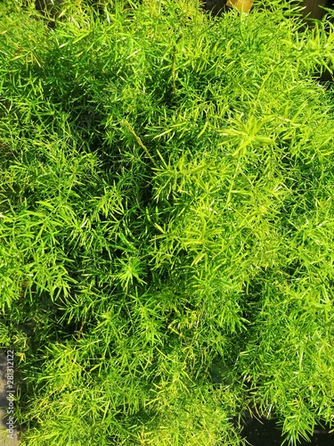Green leaf of Feather fern plant. Asparagus setaceus