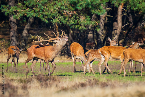 Male red deer cervus elaphus rutting and roaring