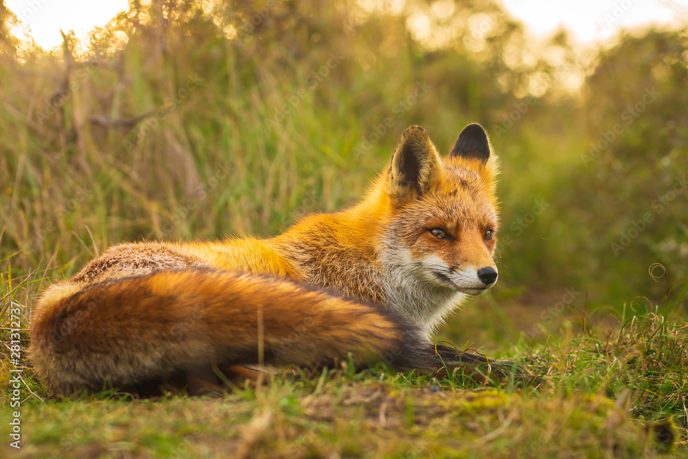Fototapeta premium Wild red fox Vulpes Vulpes evening sunset