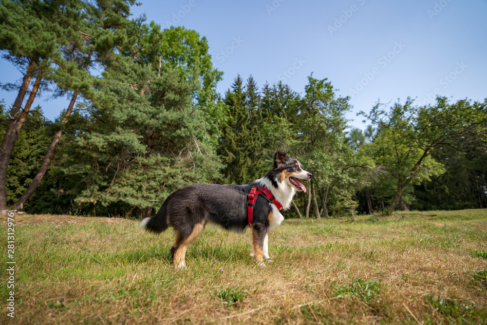 Australian Shepherd Australian Shepherd