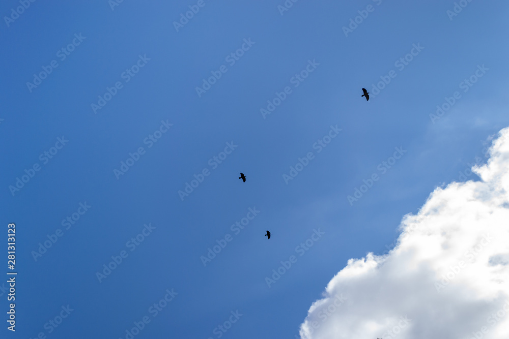 Three black crows against a blue sky and white cloud. Flight of three black ravens. Three black crows against a blue sky and white cloud. Flight of three black ravens.