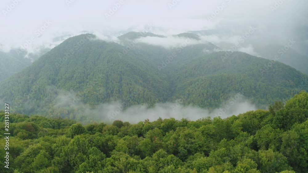 Tea Bushes Grow on the Mountainside. Organic Product. Cultivation and Harvest of Tea Tea Bushes Grow on the Mountainside. Organic Product. Cultivation and Harvest of Tea