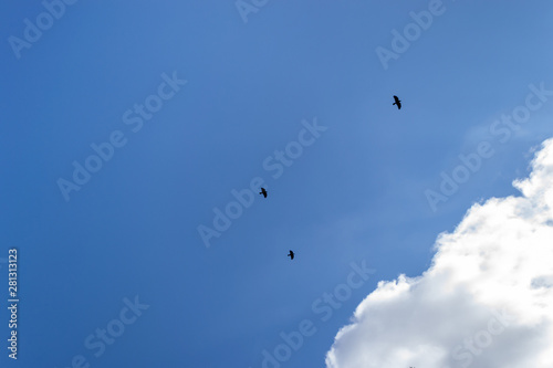 Three black crows against a blue sky and white cloud. Flight of three black ravens.
