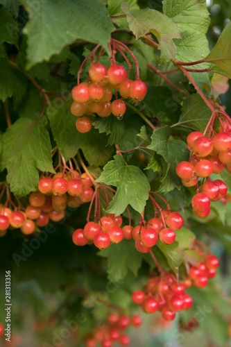 Bunch of red viburnum berries on a branch. Soft selective focus, round bokeh