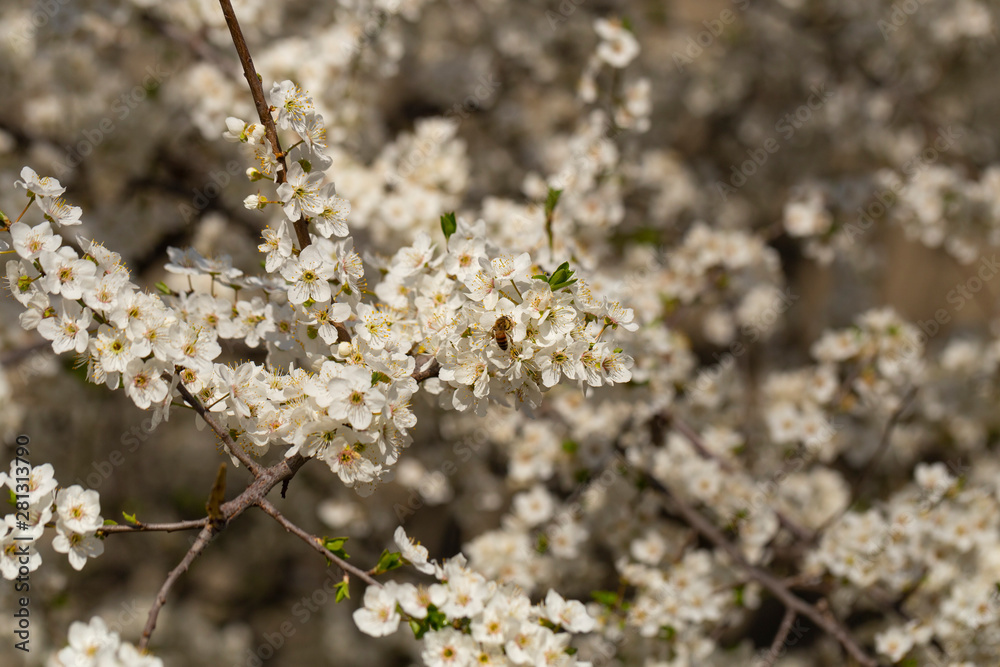 Plum blossom in April. White flowers of fruit tree. Bees and other insects pollinate flowers. Plum blossom in April. White flowers of fruit tree. Bees and other insects pollinate flowers.