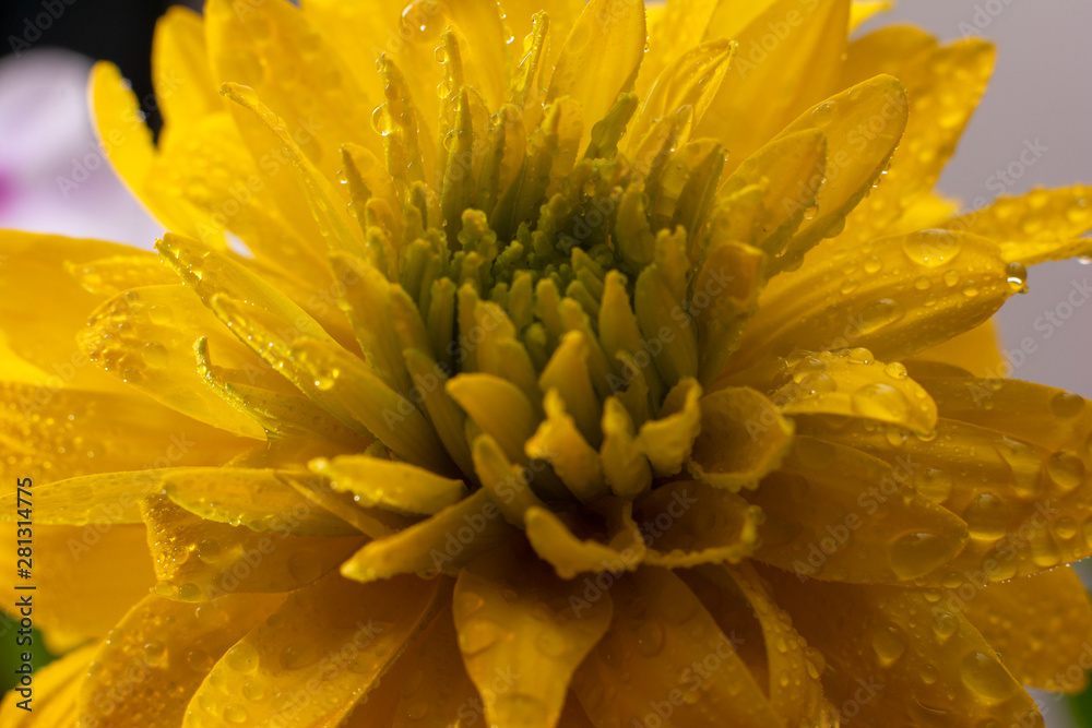 Fototapeta premium Beautiful yellow flower. Close up of rudbekia with a drops of water