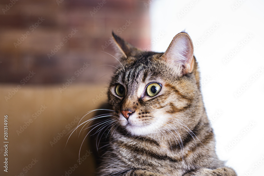 Gato sorprendido Gato sorprendido